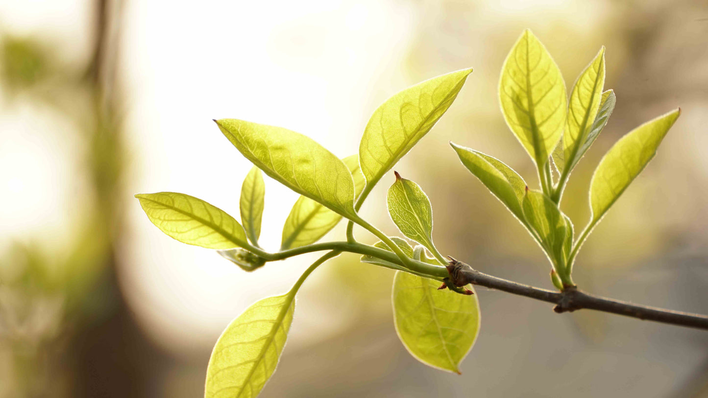 Licht en helder groene nieuwe flush thee bladeren