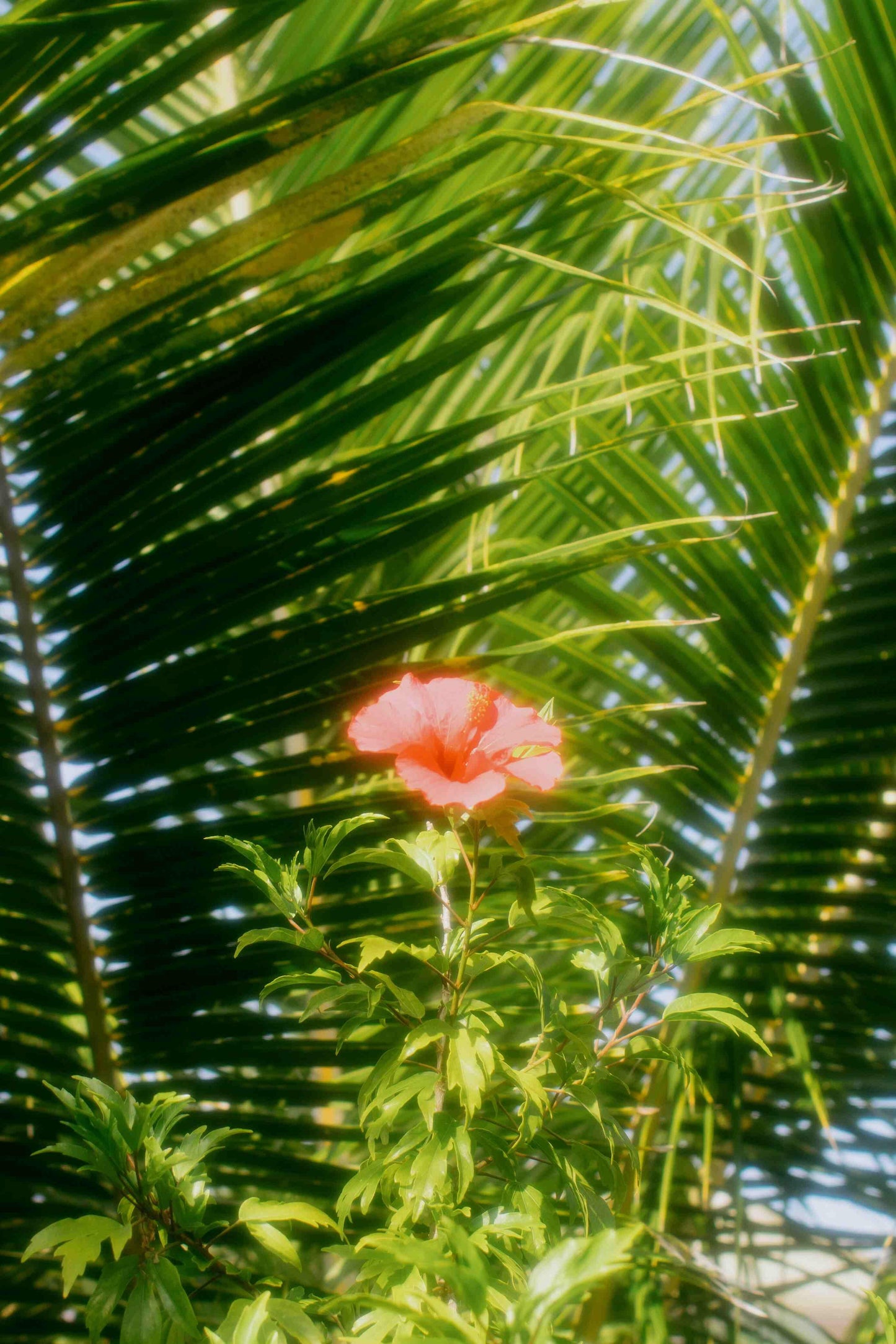 Hibiscus