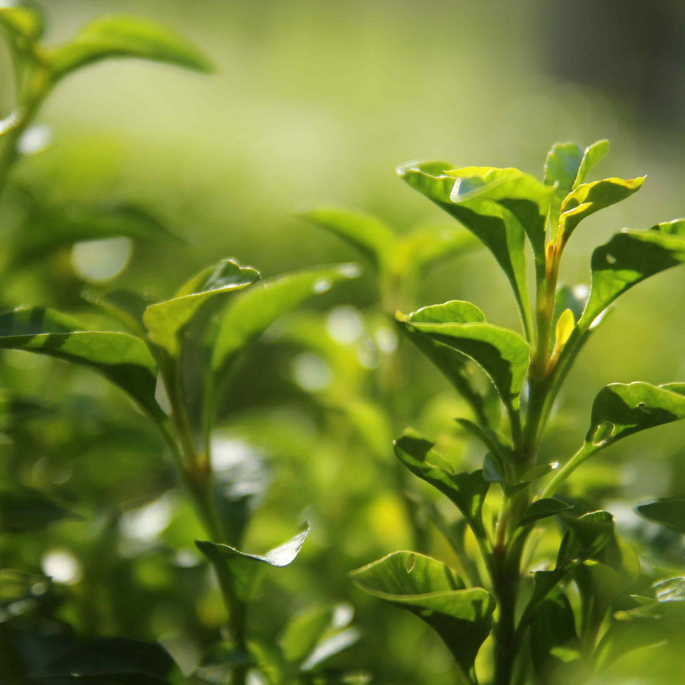 Groene thee biedt krachtige antioxidanten die helpen bij het bevorderen van een gezond lichaam en geest.