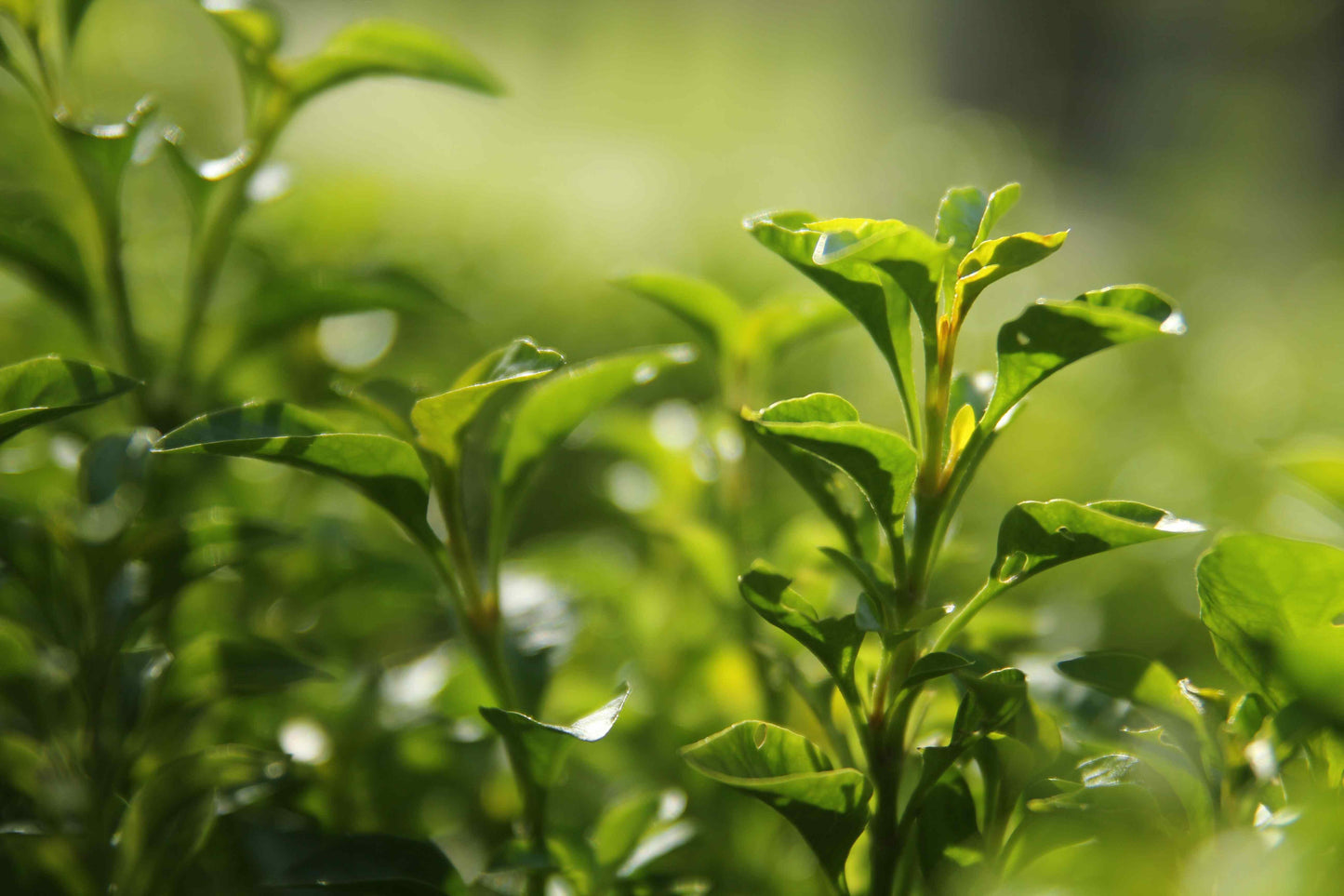 Groene thee biedt krachtige antioxidanten die helpen bij het bevorderen van een gezond lichaam en geest.